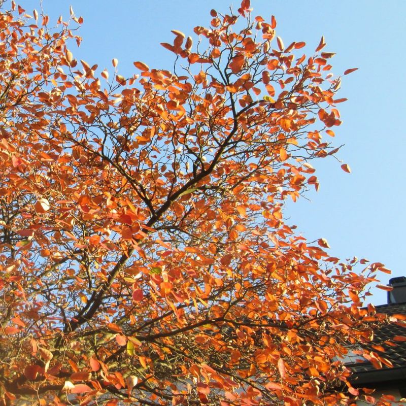 ジューンベリー ピアソン2 苗 販売 苗木部 By 花ひろばオンライン