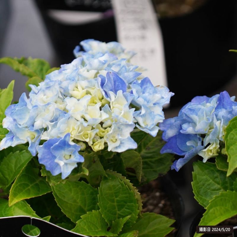 000000102062-02-l.jpg?t=