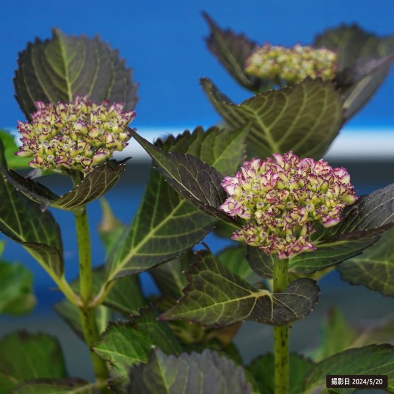 000000102147-02-l.jpg?t=