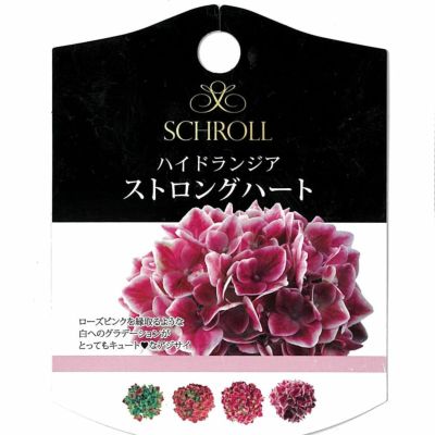 アジサイ ハイドランジア ストロングハート 苗 販売 苗木部 By 花