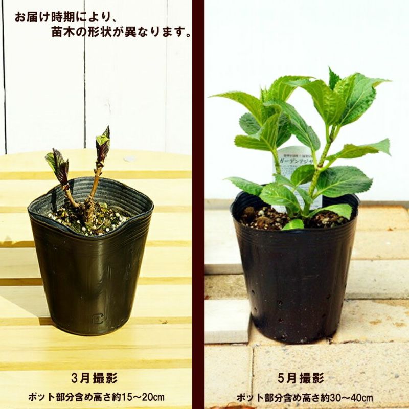 花苗】ハイドランジア ストロングハート ① 大苗 タグ付き正規品