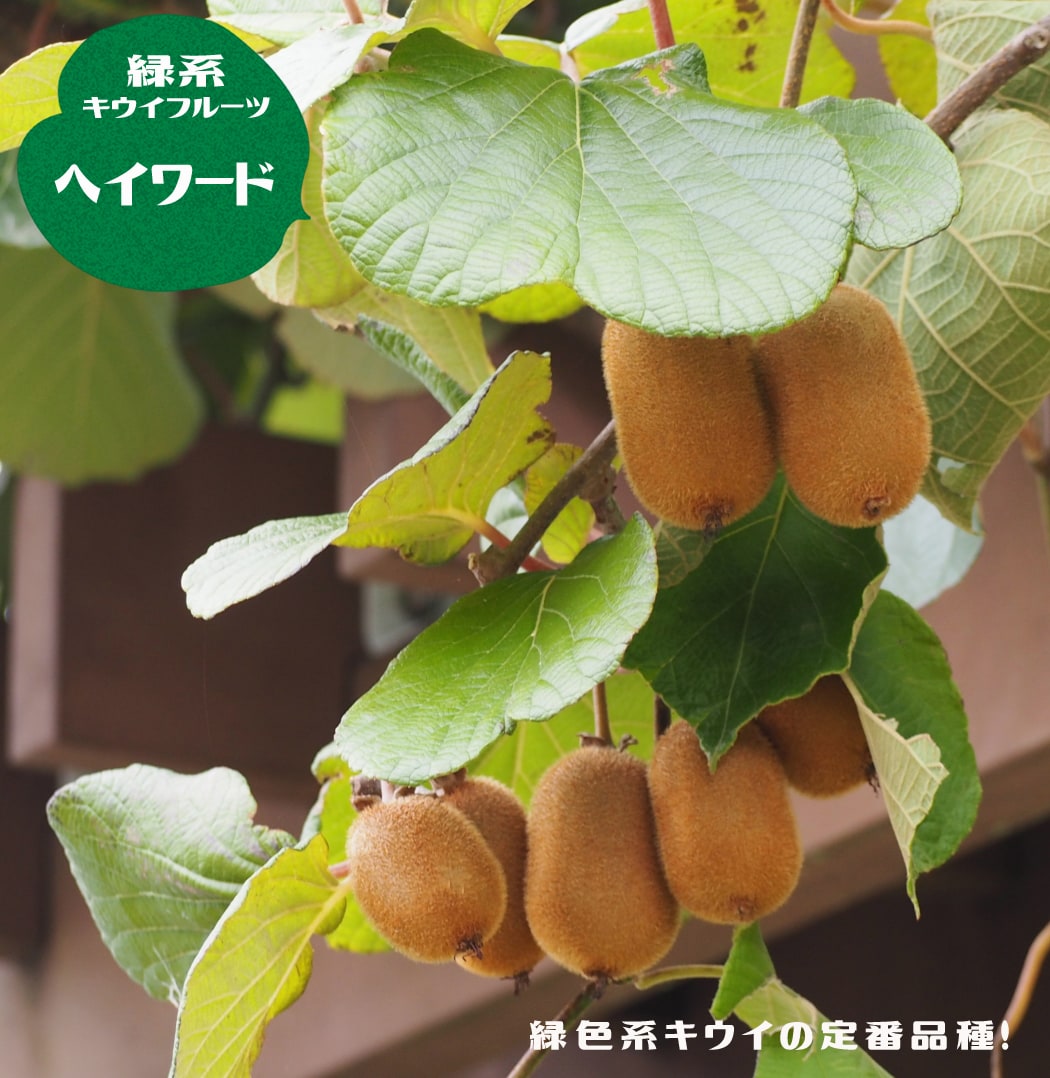 カラフルウッドブランコ♪キウイのツルஐ （キウイのつる入り～ドライ 