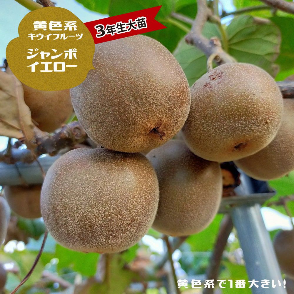 キウイ 黄色系メス ジャンボイエロー 苗 通販 苗木部 By 花ひろば