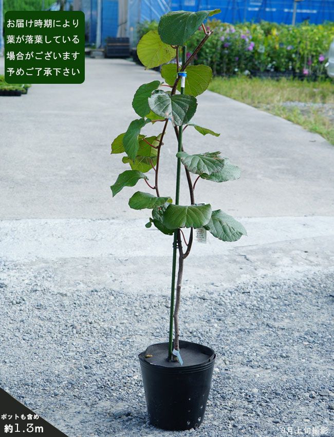 000000002248-05-l.jpg?t=