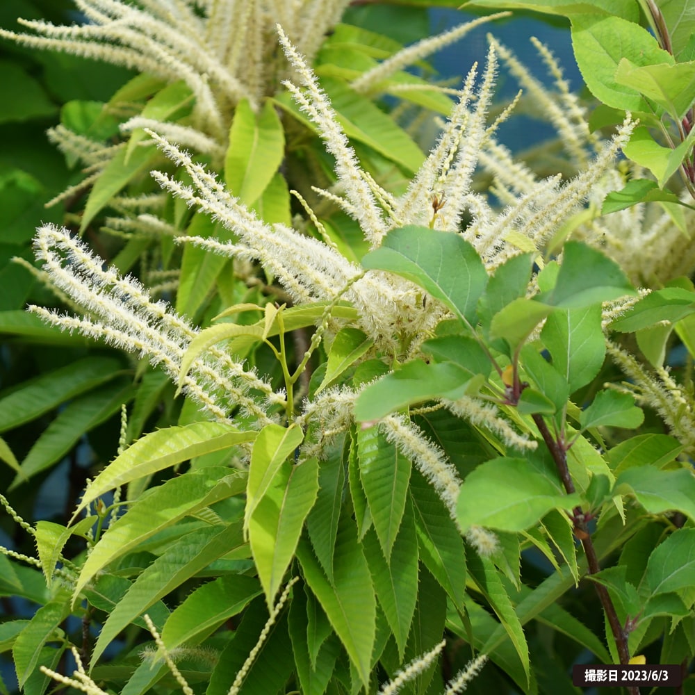 000000002268-02-l.jpg?t=