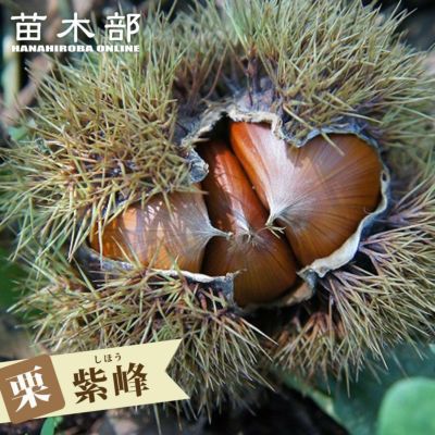 黒柿 不完全甘柿 苗 通販 苗木部 By 花ひろばオンライン