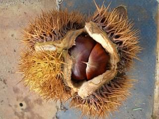 栗 筑波 苗 販売 苗木部 By 花ひろばオンライン