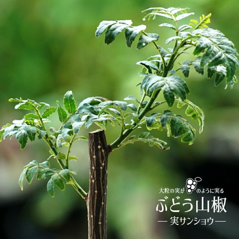 山椒の木 - 植物/観葉植物