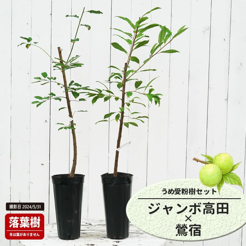 ウメ 実梅 ジャンボ高田 苗 販売 苗木部 By 花ひろばオンライン