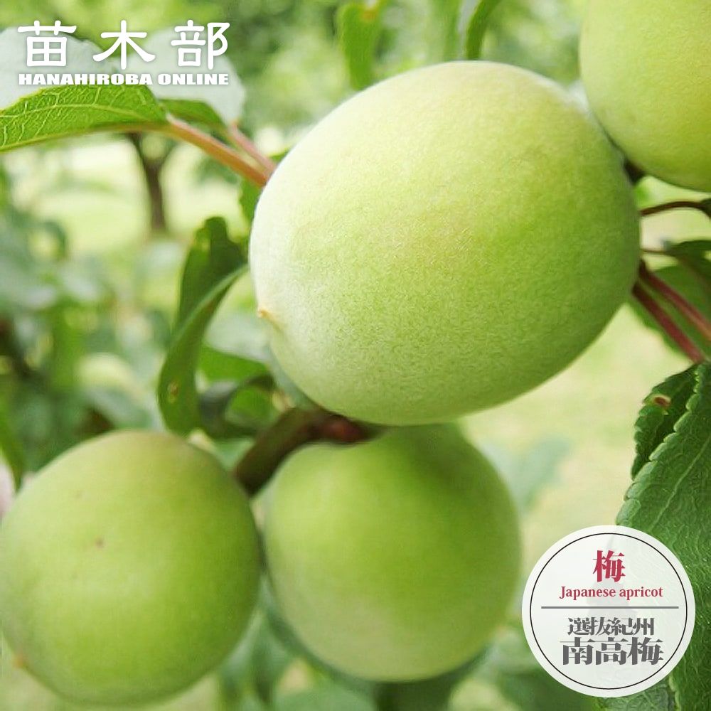 うめ苗木◎南高梅(梅干し梅酒用最高品種)苗木◎(: 梅の苗木 うめ苗木◎南高梅(梅干し梅酒用最高品種)苗木◎(: 梅の苗木
