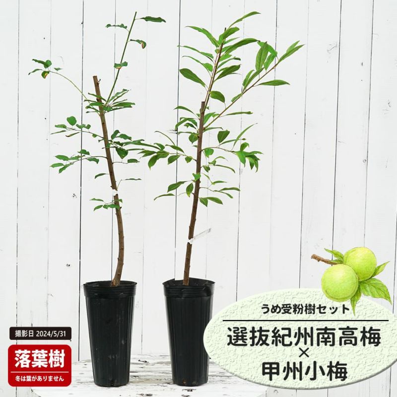 ウメ 実梅 選抜紀州南高梅 苗 販売 苗木部 By 花ひろばオンライン