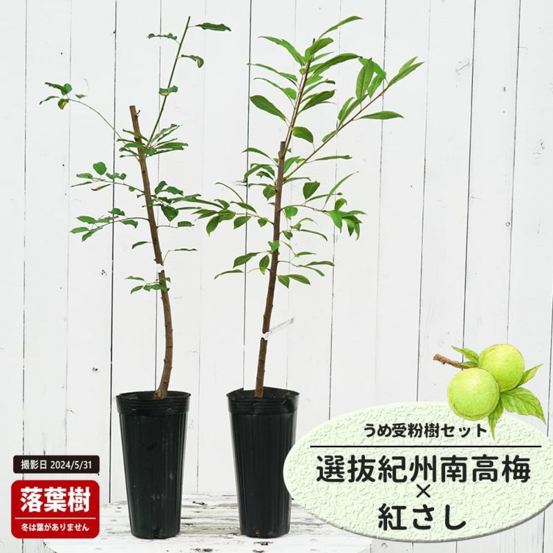 Amazon | 博屋 まろやかうめ玉 紀州南高梅 果肉仕様 国産