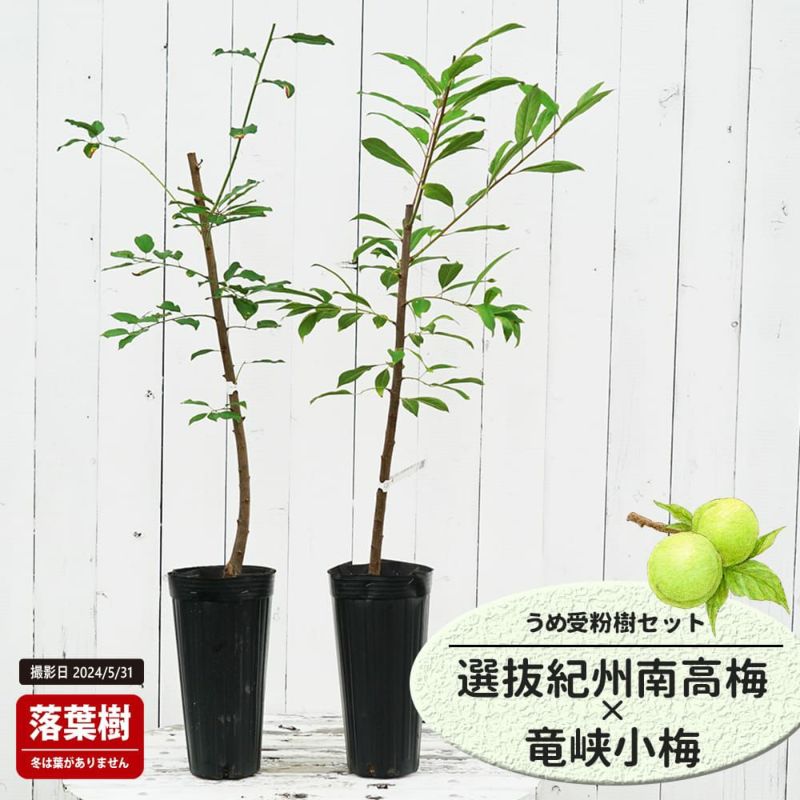 ウメ 実梅 選抜紀州南高梅 苗 販売 苗木部 By 花ひろばオンライン