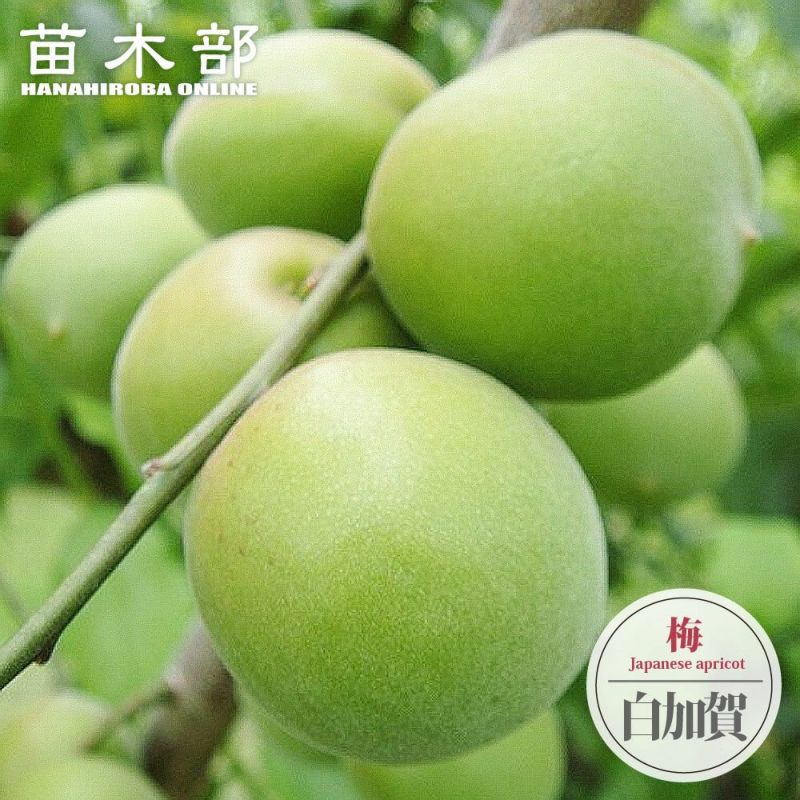 南高梅・白加賀果樹苗2本セット