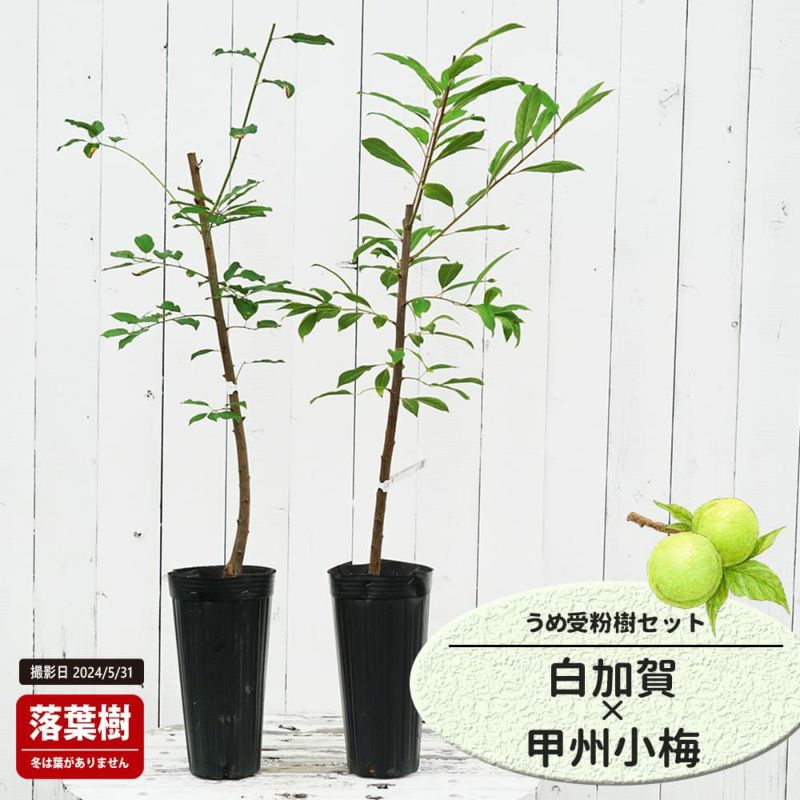 lily　白加賀梅15kg 白加賀（しろかが） – 梅体験専門店 「蝶矢」