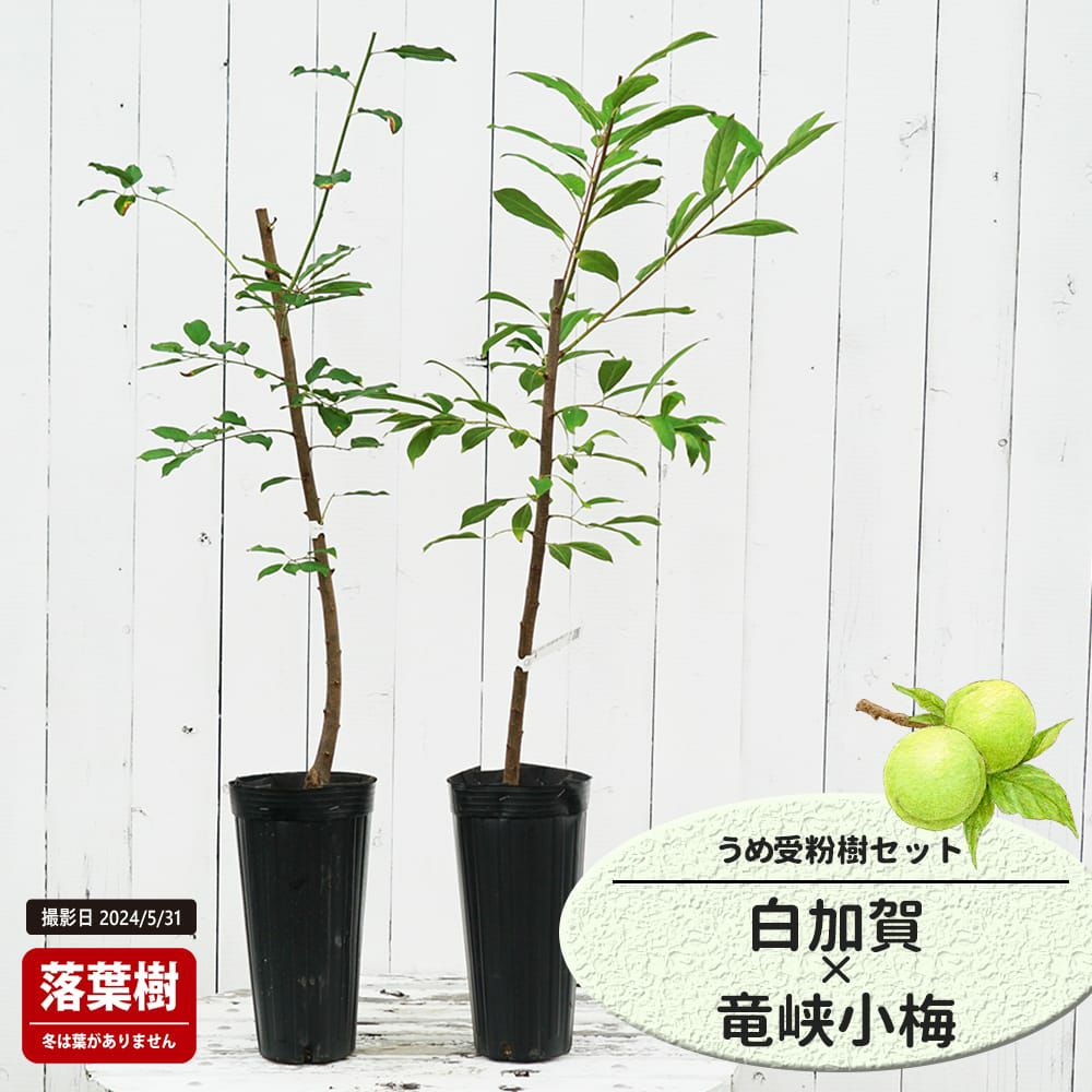 南高梅・白加賀果樹苗2本セット 特選果樹苗 ☆梅(南