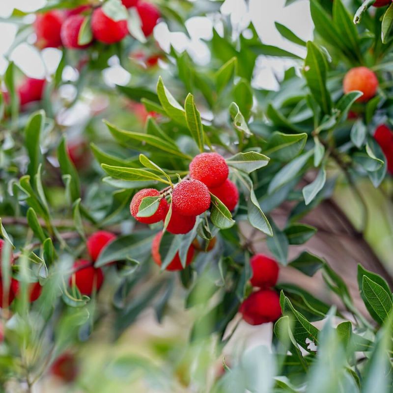 ヤマモモ メス 秀光 苗 販売 苗木部 By 花ひろばオンライン