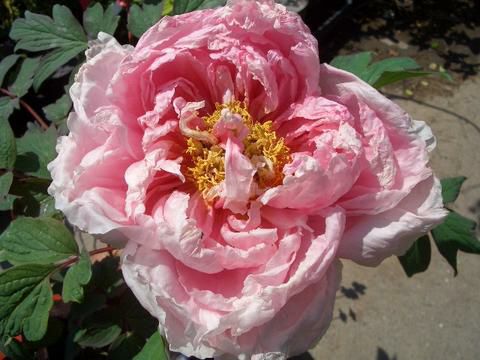 000000002523-01-l.jpg?t=