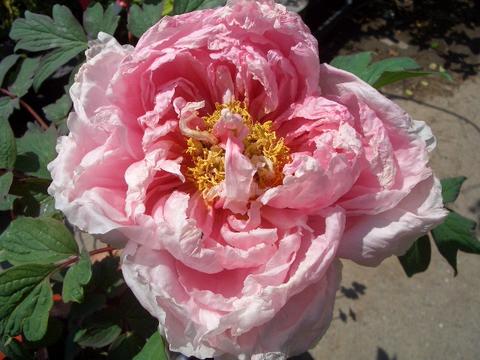 000000002523-01-m.jpg?t=