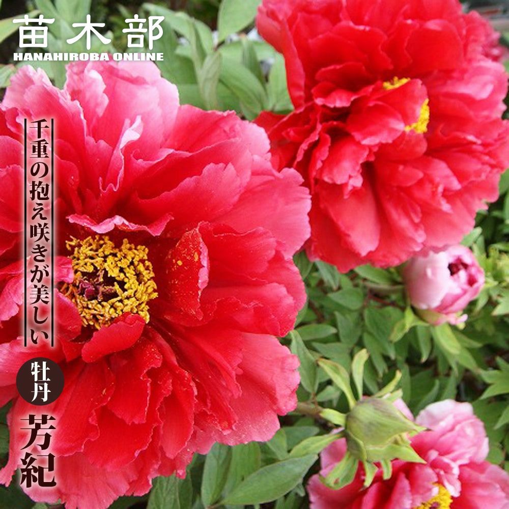 牡丹 芳紀 苗 販売 苗木部 By 花ひろばオンライン
