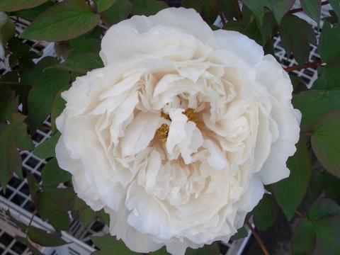 牡丹 金晃 苗 販売 苗木部 By 花ひろばオンライン