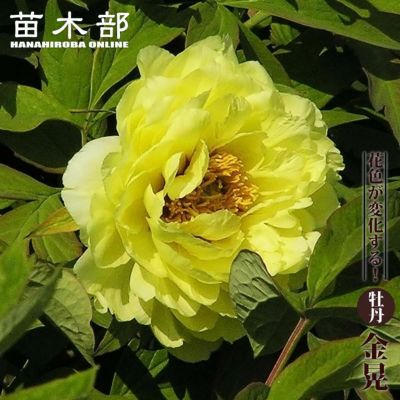 ボタン牡丹 金晃 鉢ごと発送 000000002540-01-m.jpg?t=