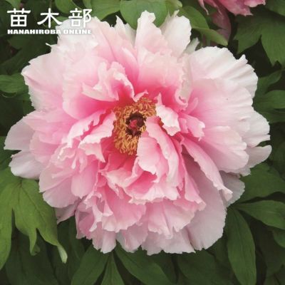 牡丹 花競 苗 販売 苗木部 By 花ひろばオンライン