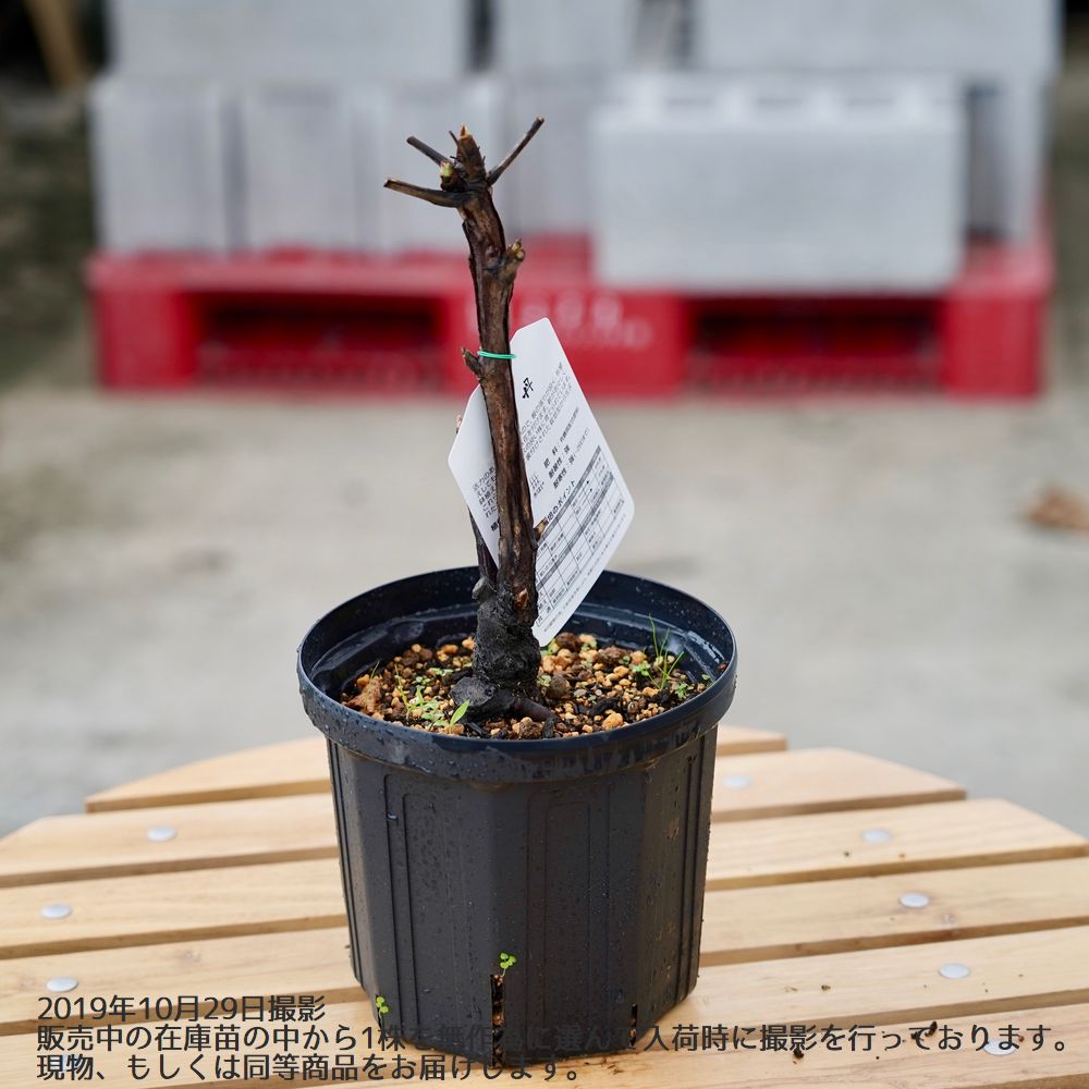 牡丹 島錦 苗 販売 苗木部 By 花ひろばオンライン