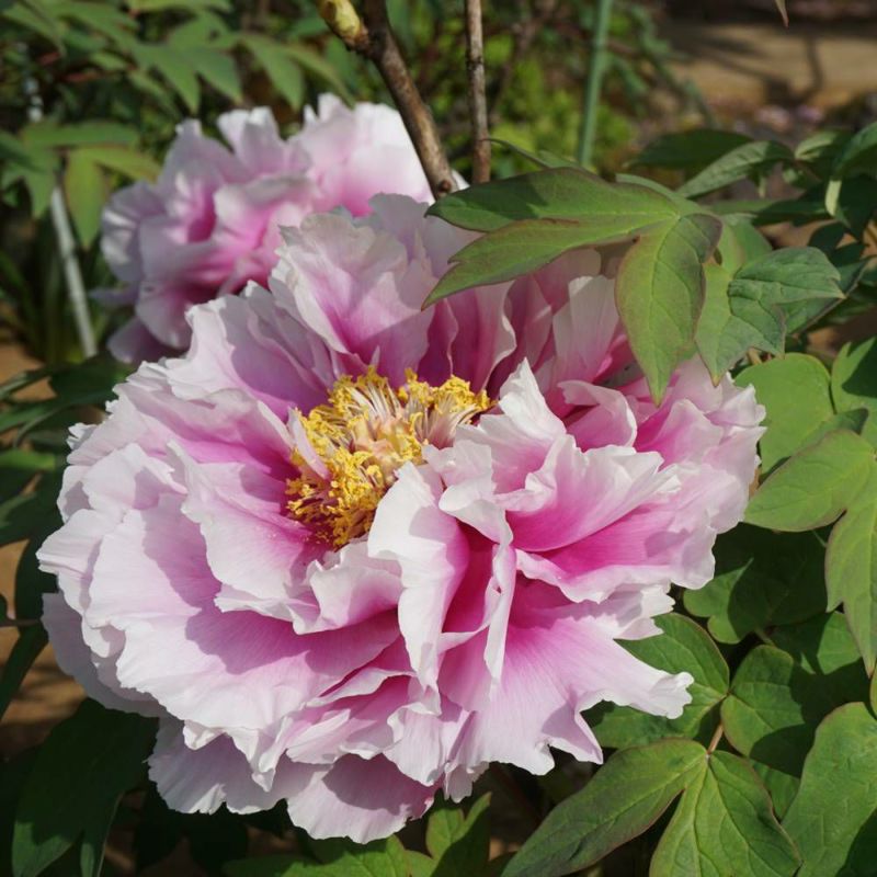 牡丹 島の藤の通販 苗木部 By 花ひろばオンライン