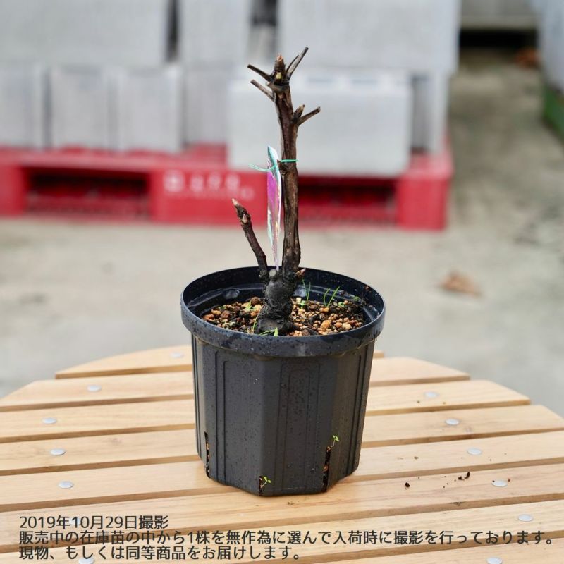 予約中 10月入荷 太陽 たいよう 牡丹 ぼたん ボタン 苗木 濃紅色 八重咲き 大輪咲き 花芽付き 来春開花予定株 育て方つき