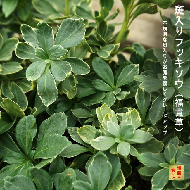 000000002646-01-l.jpg?t=