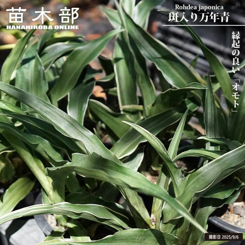 万年青　斑入り 苗/種など 株 斑が美しい オモト 万年青 5号 斑入り 現品4 観葉植物 室内用 引っ越し 縁起物