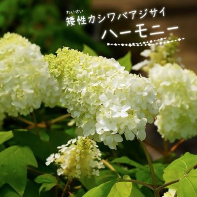 バラ苗 シリウス つる性 京成バラ 返り咲き 丸弁平咲 ピンク花 薔薇 苗木部 本店 By 花ひろばオンライン