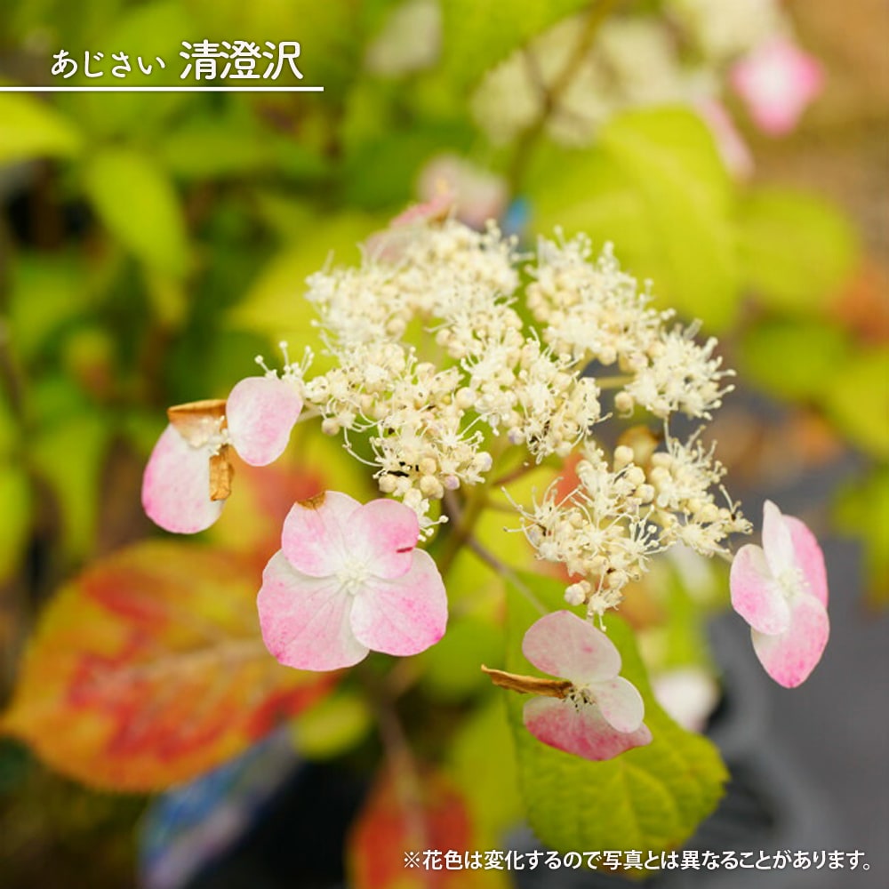 000000002691-01-l.jpg?t=