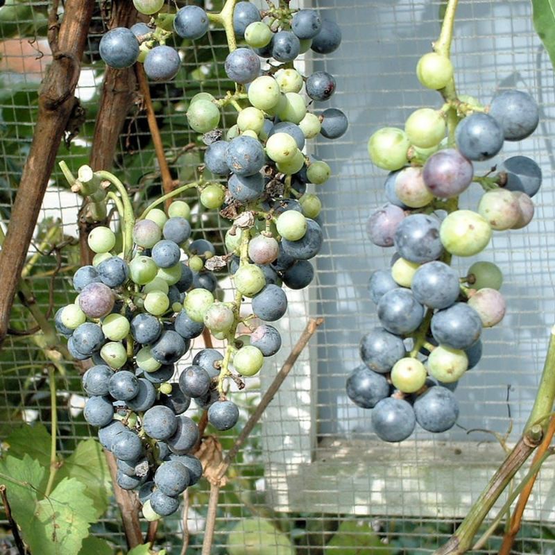 ブドウ ヤマブドウ 一才性 苗 通販 苗木部 By 花ひろばオンライン