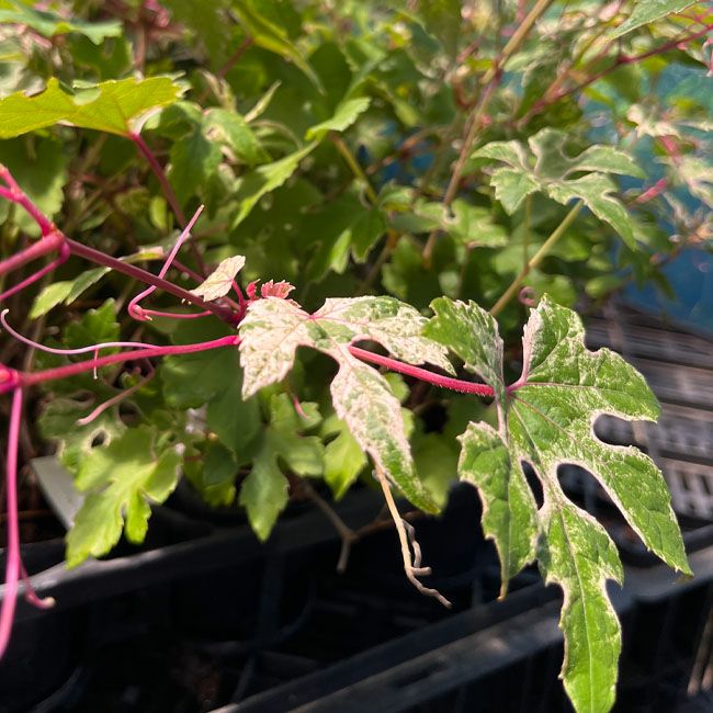 000000102649-03-l.jpg?t=