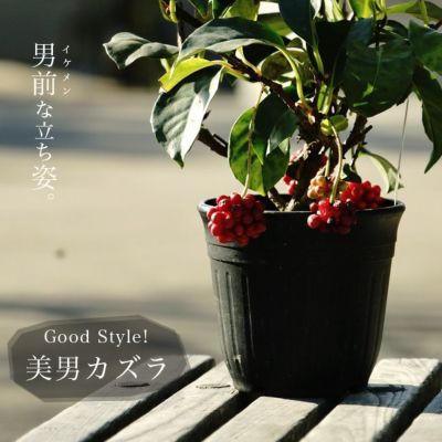 細葉ヒイラギナンテン コンフューサー 苗 育て方 苗木部 By 花ひろば