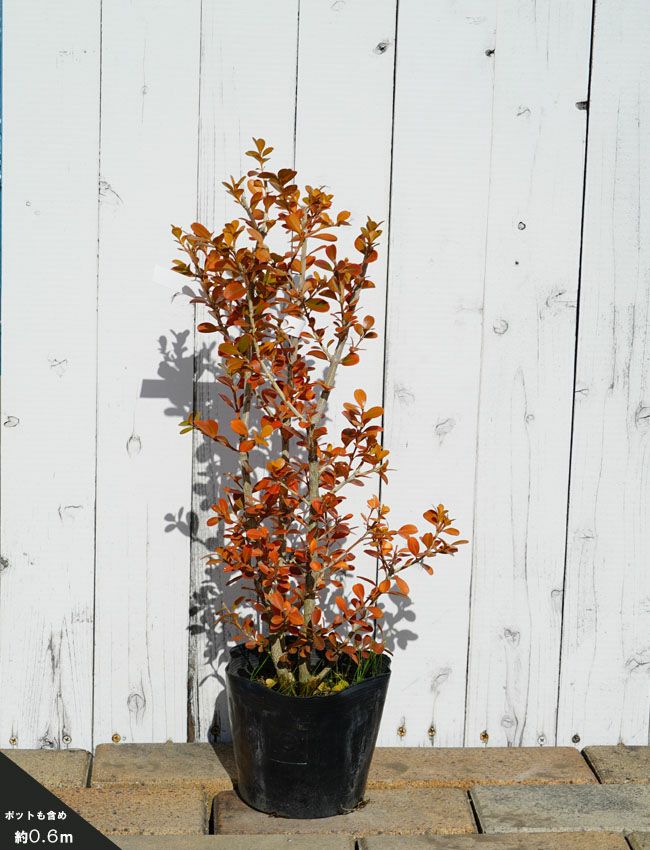 000000002737-05-l.jpg?t=