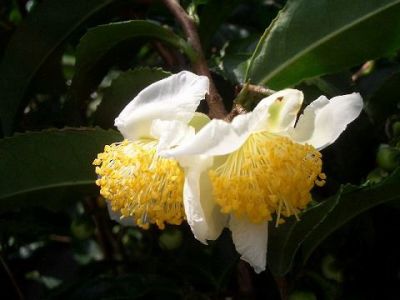 茶の木 チャノキ 雲竜の通販 苗木部 By 花ひろばオンライン