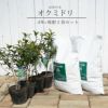 お茶の木「おくみどり」苗木4本と堆肥2袋セット