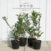 お茶の木「サヤマカオリ」苗木4本セット
