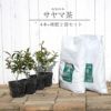 お茶の木「サヤマカオリ」苗木4本と堆肥2袋セット