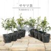 お茶の木「サヤマカオリ」苗木8本セット