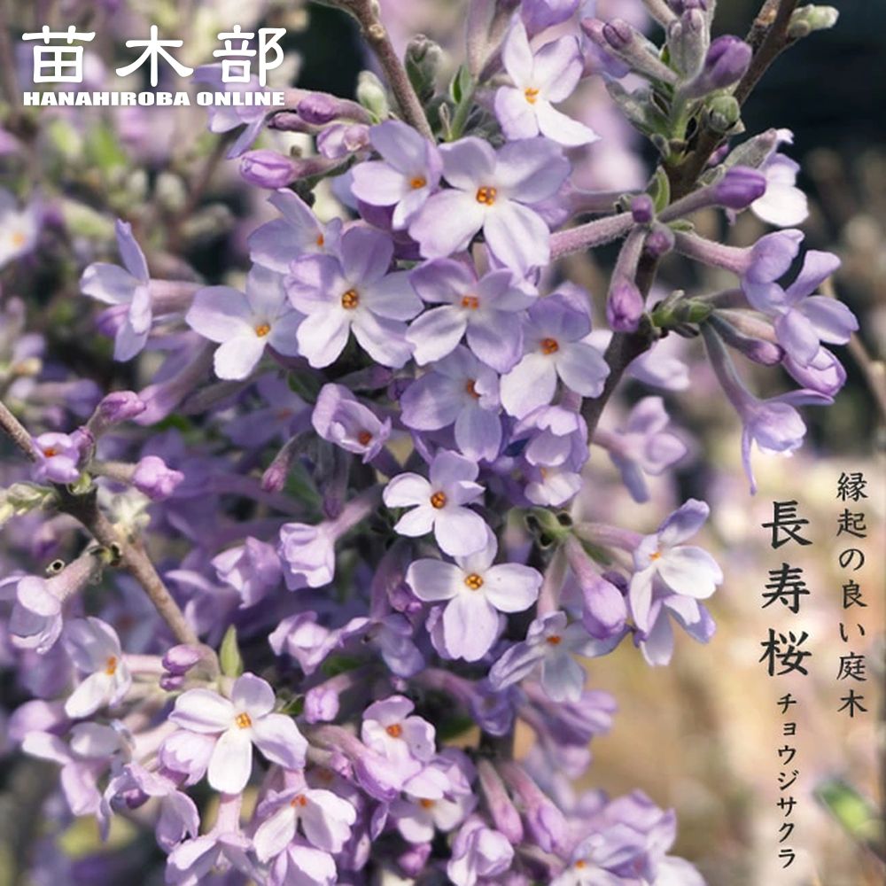 四季咲きバラ苗 【ドレープ】 2年生大苗 | 苗木部 本店 By 花ひろば