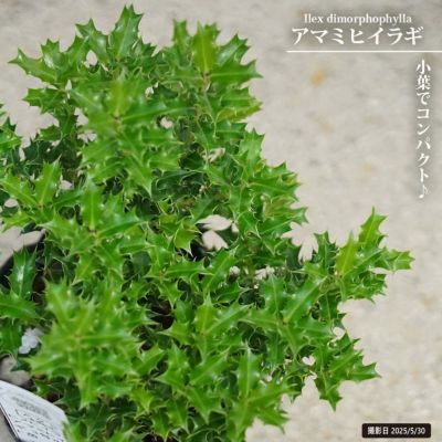 細葉ヒイラギナンテン　苗 細葉ヒイラギナンテン マホ二アコンフューサ 5号鉢サイズ 鉢植え