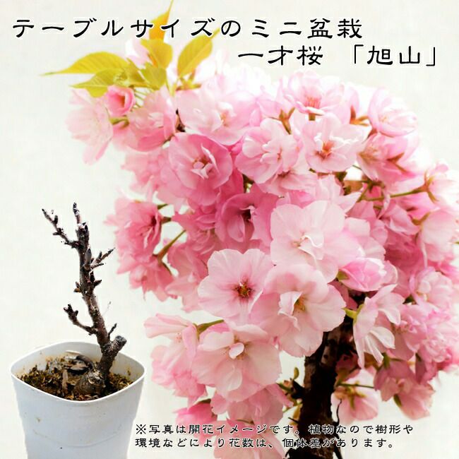 一起園芸】桜・さくら「品種名：旭山」鉢株02◇しっかりとした株