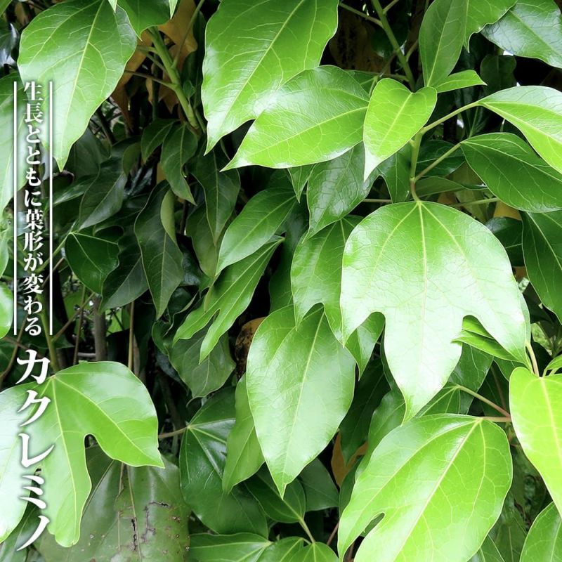 激レア】リグナムバイタ・癒瘡木の越冬した実生苗2 - メルカリ