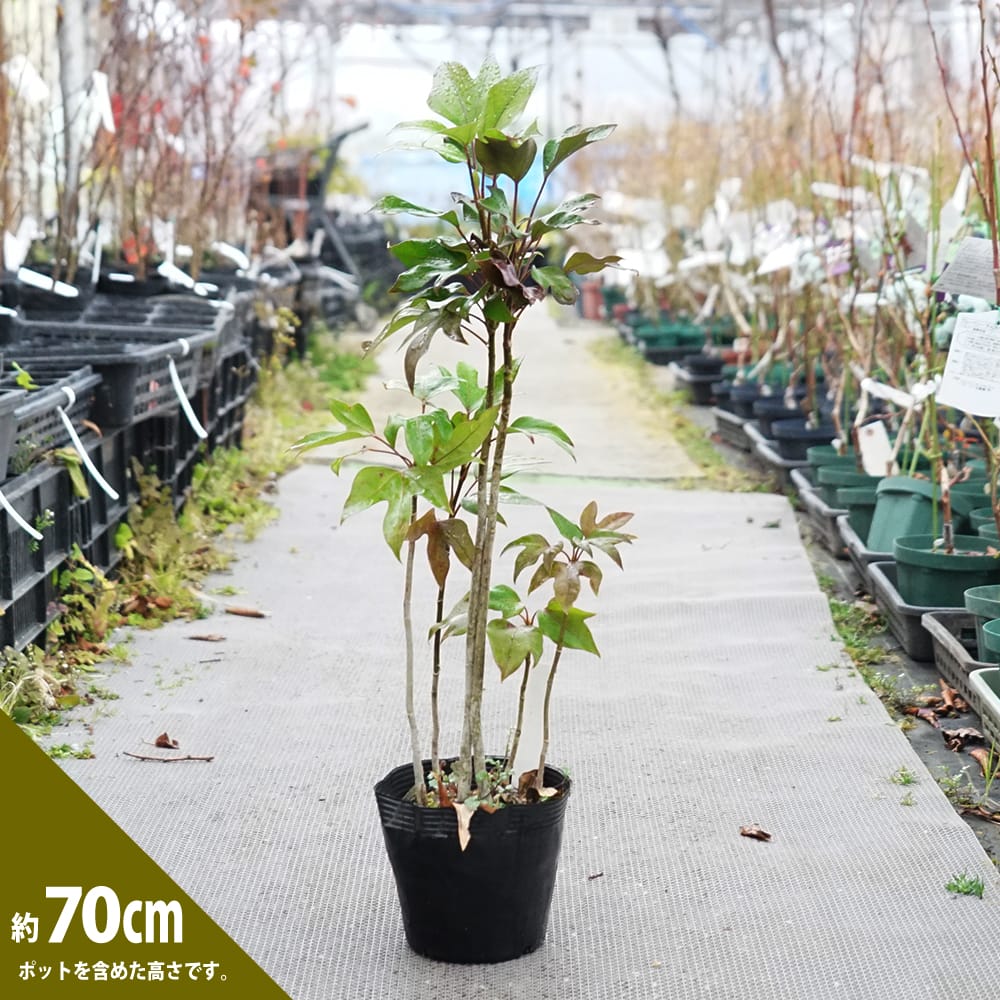 現品》隠蓑（カクレミノ）樹高1.5m（根鉢含まず）16【隠れ蓑/苗木