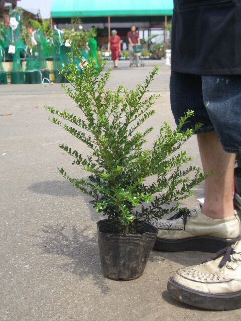 購入新作キンメツゲ苗　樹の高さ90センチ　7号鉢植え　花芽着き　現品のお届け その他