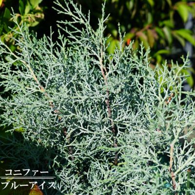 コニファー ブルーアイス コニファー苗 シルバーリーフ 庭木